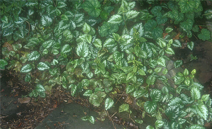 Plant photo of: Lamium galeobdolon 'Florentinum'