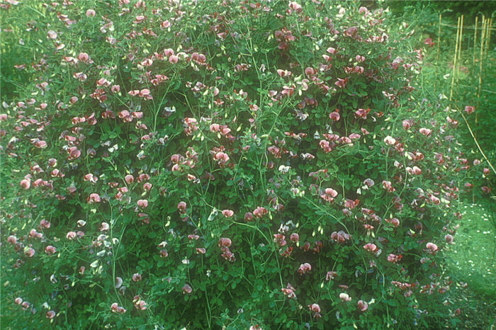 Plant photo of: Lathyrus odoratus