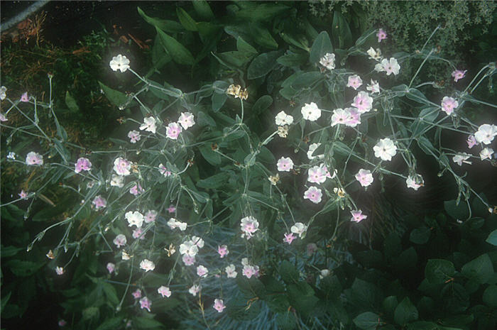 Plant photo of: Lychnis coronaria 'Alba'