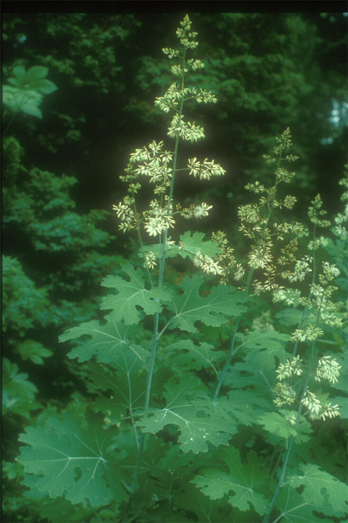 Plant photo of: Macleaya cordata