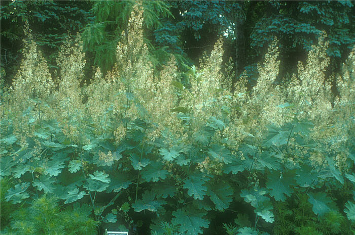 Plant photo of: Macleaya cordata