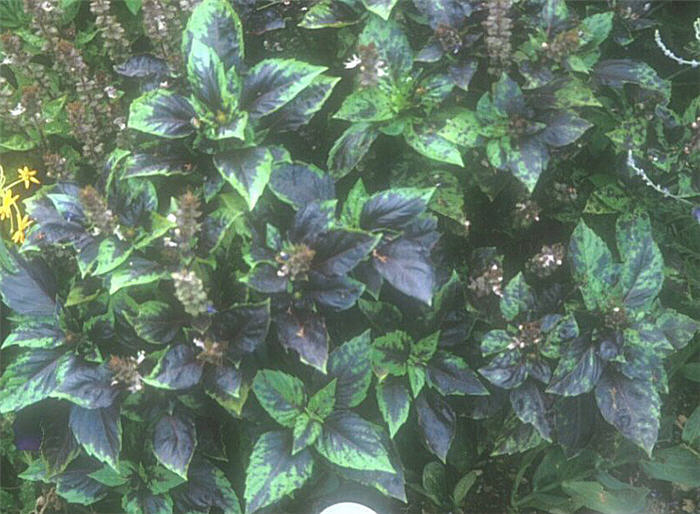 Plant photo of: Ocimum