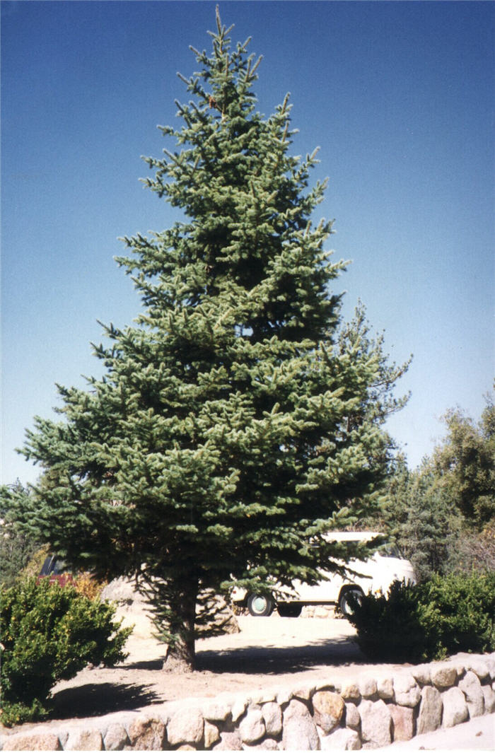 Plant photo of: Picea engelmanii