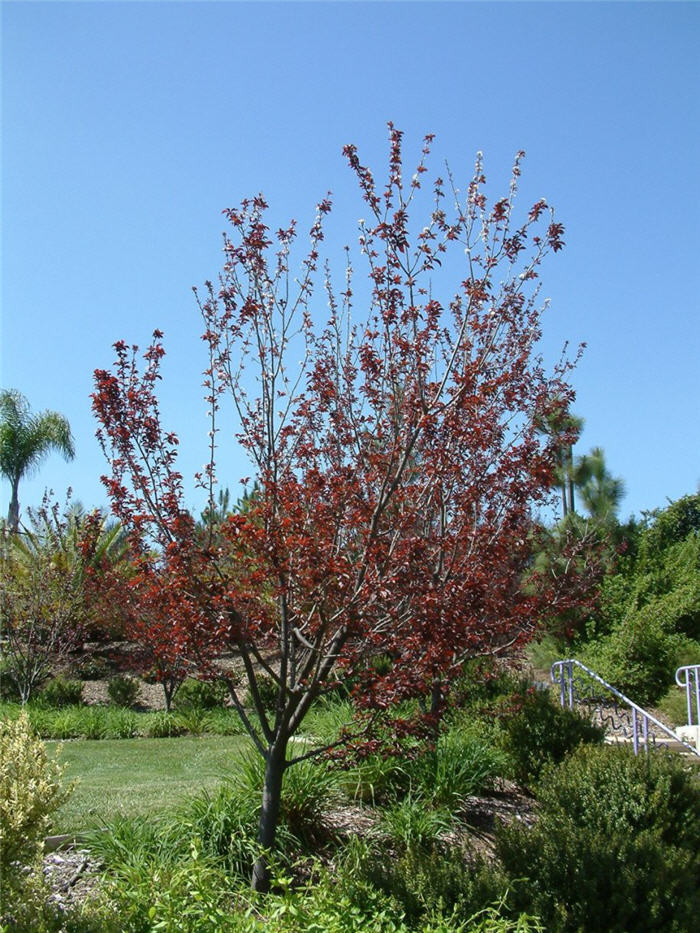 Plant photo of: Prunus cerasifera 'Atropurpurea'