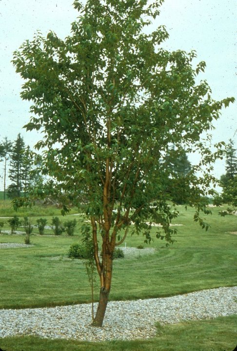 Plant photo of: Prunus maackii
