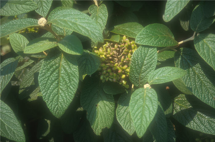 Plant photo of: Viburnum x rhytidophylloides 'Allegheny'