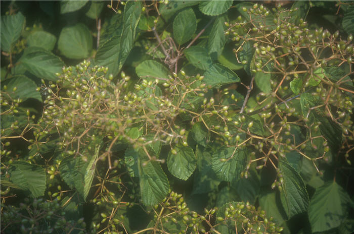 Plant photo of: Viburnum dilatatum