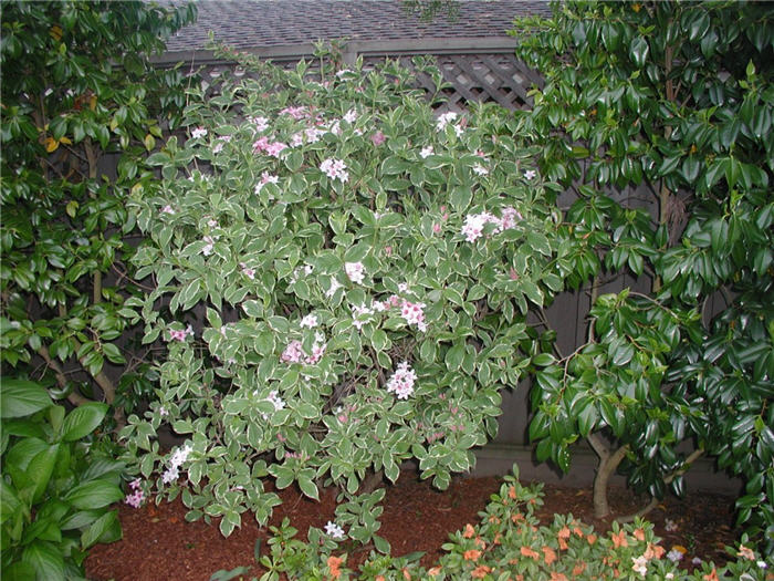 Plant photo of: Weigela florida 'Variegata'