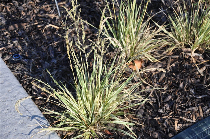 Plant photo of: Allium vineale 'Hair'