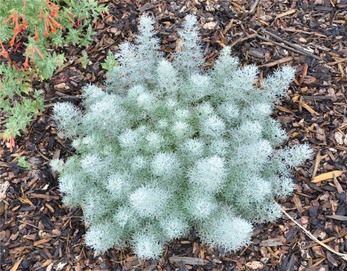 Plant photo of: Artemisia versicolor 'Seafoam'