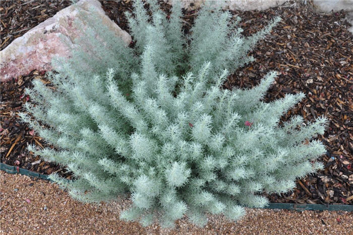 Plant photo of: Artemisia versicolor 'Seafoam'