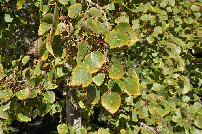 Plant photo of: Betula occidentalis