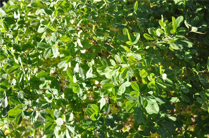 Plant photo of: Caragana frutex 'Globosa'