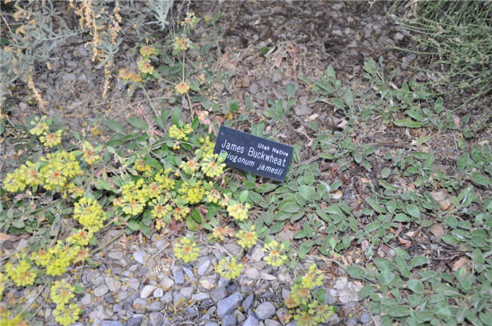 Plant photo of: Eriogonum jamesii