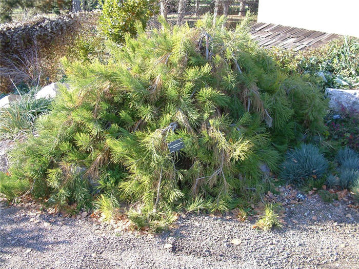 Plant photo of: Pinus densiflora 'Pendula'