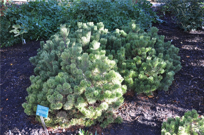 Plant photo of: Pinus mugo 'Sherwood Compact'