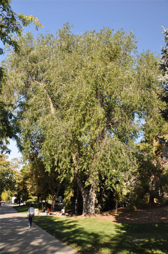 Plant photo of: Populus angustifolia