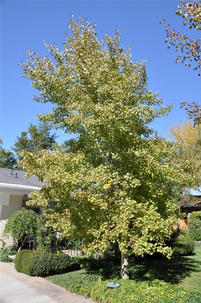 Plant photo of: Populus tremula 'Erecta'
