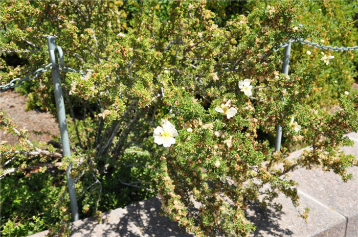 Plant photo of: Potentilla fruticosa 'Abbotswood'