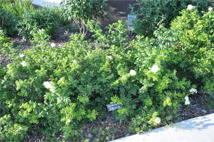 Plant photo of: Rosa 'Blanc de Coubert'