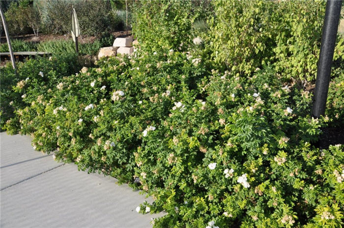 Plant photo of: Rosa 'Blanc de Coubert'