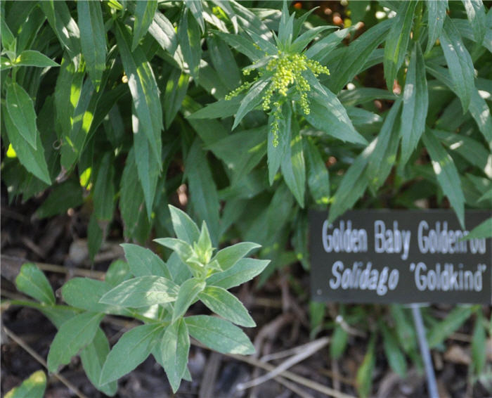Plant photo of: Solidago hybrids