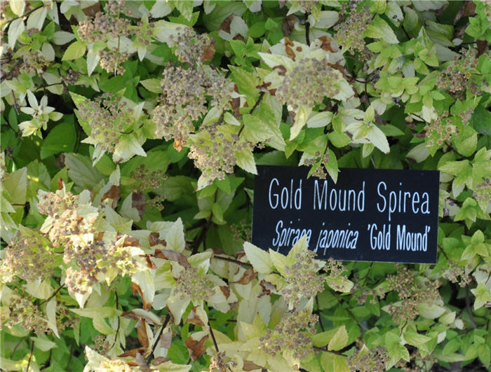 Plant photo of: Spiraea japonica 'Gold Mound'