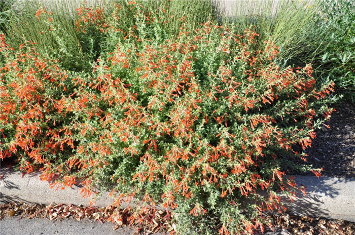 Plant photo of: Zauschneria garrettii 'Mountain Flame'