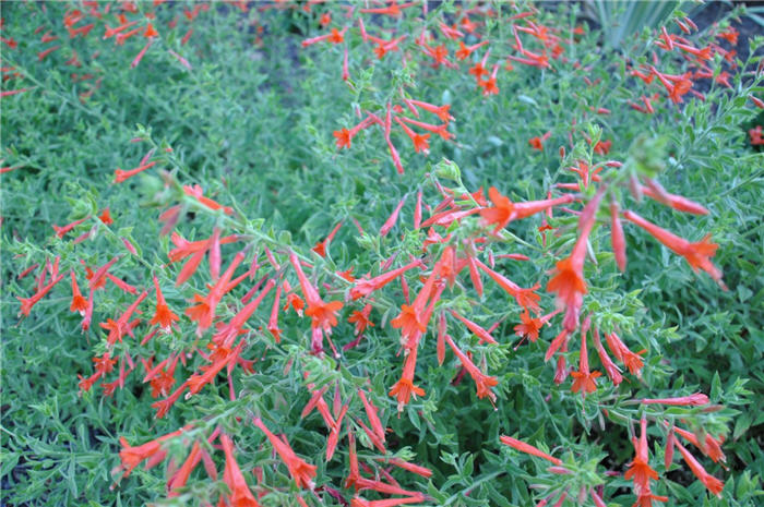 Plant photo of: Zauschneria garrettii 'Orange Carpet'