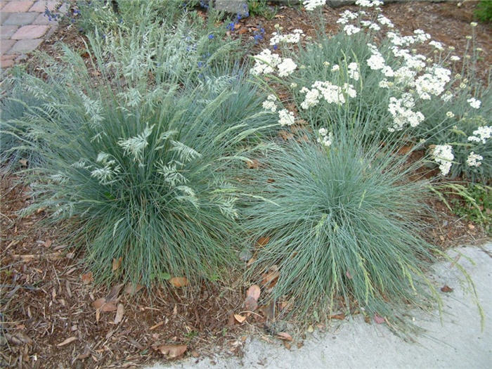 Plant photo of: Festuca ovina glauca