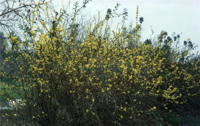Plant photo of: Forsythia x intermedia