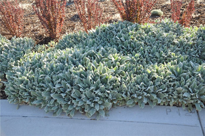 Plant photo of: Stachys byzantina 'Silver Carpet'