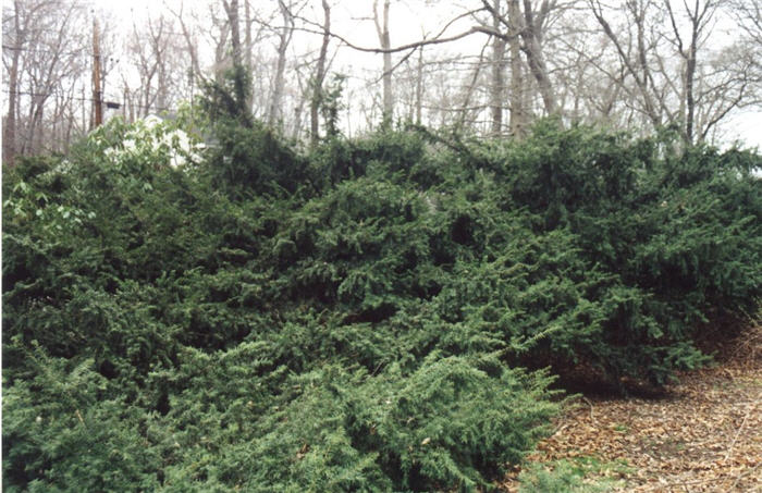 Plant photo of: Taxus baccata 'Repandens'