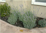 Provence French Lavender