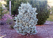 Juniperus scopulorum 'Gray Gleam'