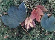 Acer pseudoplatanus 'Atropurpureum'