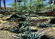 Paleleaf Yucca