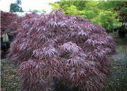 Acer palmatum 'Dissectum Tamukeyama'