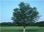 Scanlon Red Maple; Bowhall Red Mapl
