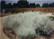 Artemisia ludoviciana albula