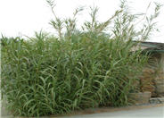 Giant Reed, Arundo Reed