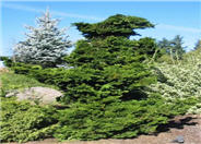 Slender Hinoki False Cypress