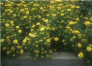Yellow Sun Blanket  Flower