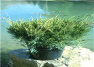 Juniperus chinensis 'Monlep'