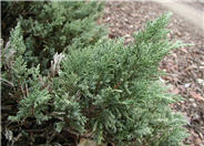 Juniperus sabina 'Tamariscifolia
