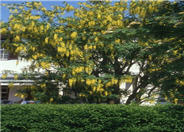 Vossii Goldenchain Tree