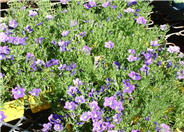 Purple Robe Cup Flower