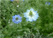 Love-In-A-Mist