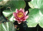 Water Lily , Hardy & Tropical
