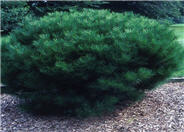 Pinus densiflora 'Umbraculifera Compacta